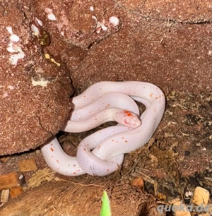 NZ Kornnatter Amel Palmetto 0.1 von 05 25