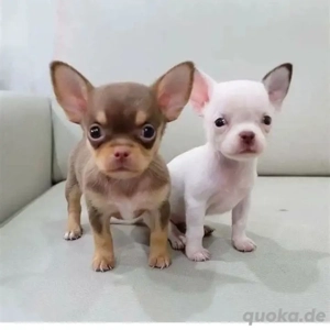 Wunderschöne Chihuahua-Welpen abzugeben