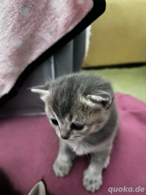 Edelmix Birma-BKh kitten