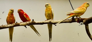 Singsittiche orange rubino