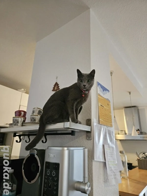 Kätzchen   Russich Blau   Reinrassig   Ohne STAMMBAUM