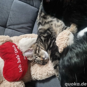 Meine con mix katzen