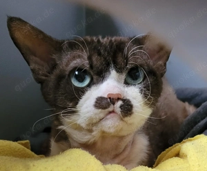 Devon Rex Kitten weiblich und männlich, mit Stammbaum , Impfausweis ( EU) , Gesundheitsbescheinigung