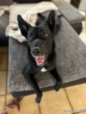 Belgischer Schäferhund-Retriever Mix (Weibchen)