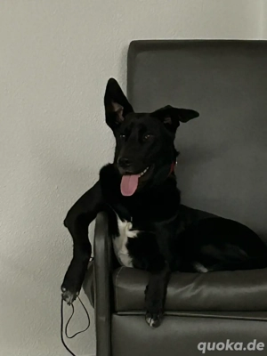 Belgischer Schäferhund-Retriever Mix