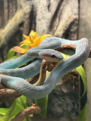 SUCHE Trimeresurus Insularis 0.1 Adult (oder NZ 23) 