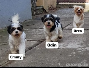 Süße Shih-Tzu Golddust Yorkshire Terrier Welpen suchen ihr Traumzuhause! 