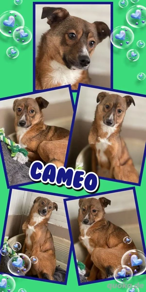 wunderschöner Rüde "Cameo" hofft immer noch auf seine Rettung