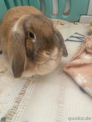 Zwergkaninchen Minilop