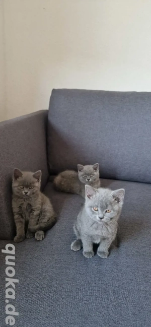 BKH Kitten  Suchen neues Zuhause 