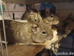 Degus zu verschenken