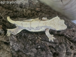 1.0 Lilly White Pet Only Kronengecko