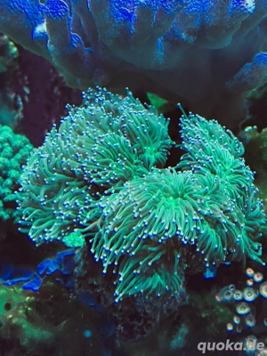 Euphyllia Glabrescens