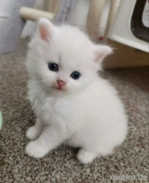 Entzückendes Kätzchen zur Adoption und Umsiederung