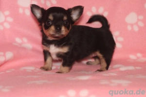 Chihuahua Welpen mit Ahnentafel 