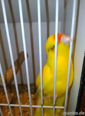 Ziegensittich, Henne