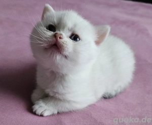 kleines Kätzchen