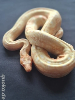 0.1 Kahl Albino Leopard 