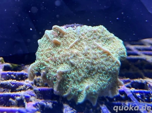 Koralle Pavona cactus