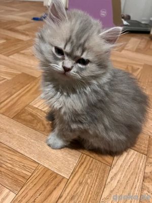 Perserkatze abzugeben