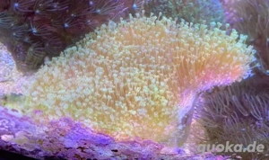 Diverse Weichkorallen Bild 7