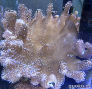 Diverse Weichkorallen