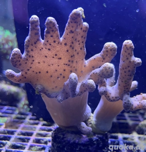 Diverse Weichkorallen Bild 2