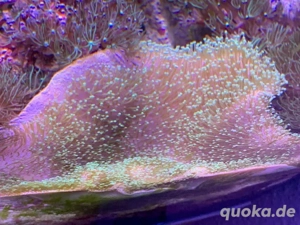 Diverse Weichkorallen Bild 4