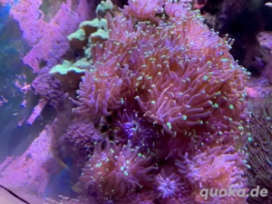 Steinkoralle Euphyllia