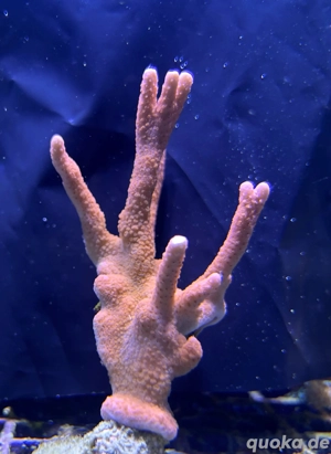 Steinkoralle Montipora digitata