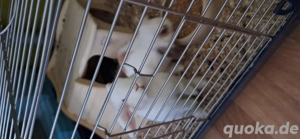 2 kaninchen mit Zubehör 