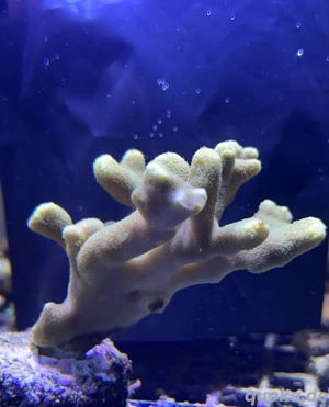 Verschiedene Ableger Stylophora