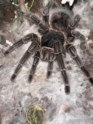 lasiodora parahybana