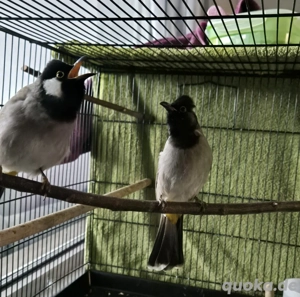 Weißohrbülbül x Gelbsteißbülbül Bülbül irakische Pärchen abzugeben 