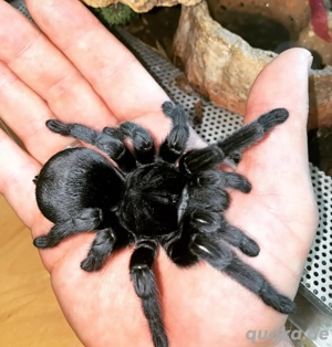 grammostola pulchra