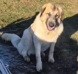 Top Wachhund nur an Hundeerfahrende Zuverkaufen !!!! 