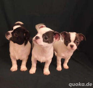 Chihuahua Welpen suchen neu family