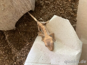 0.0.1 Correlophus Ciliatus