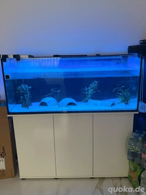 ZU VERSCHENKEN   3 Axolotl  Mit Aquarium und Alles an Zubehör  Axolotl essen