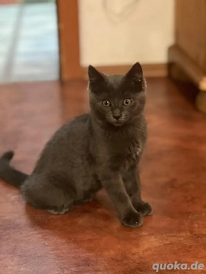 Wunderschöne Kitten, Katze