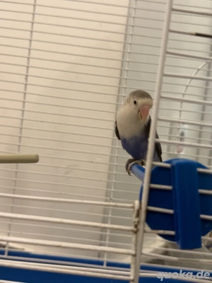 Unzertrennliche paar 