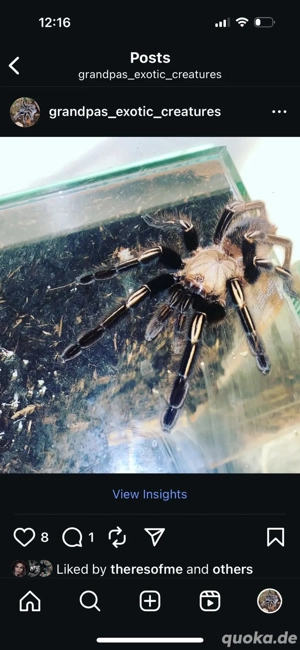 ephebopus murinus weibchen sub adult