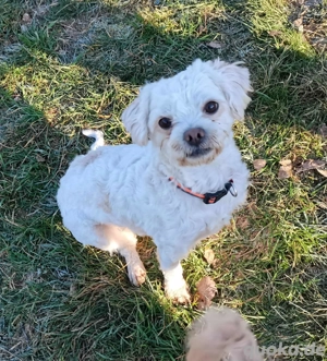 Kleiner Herzensbrecher Joe sucht sein Traumzuhause