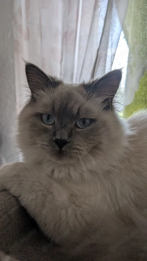 Deckkater Joey - Der Gentleman unter den Katern sucht Katzendamen mit Stil! Bild 4