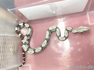 Boa constrictor constrictor Guyana F1 NZ 0.1