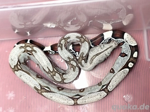 Boa constrictor constrictor Guyana F1 NZ 0.1