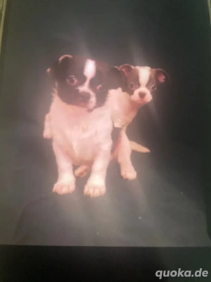 Chihuahua Welpen suchen neu family