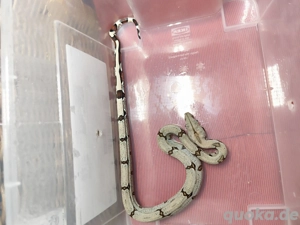 Boa constrictor constrictor Guyana F1 NZ 0.1