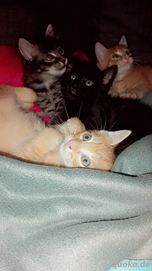 Kleine Kätzchen zu verkaufen   