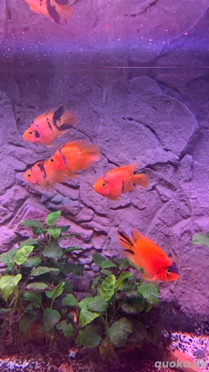 papageienfisch parrot fish buntbarsch cichlide